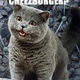 Illustration for article titled Commenter of the Day: Damn LOL Cats Edition